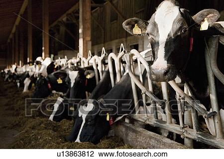 Cows in a stable View Large Photo Image Stock Image - Cows in a stable. Fotosearch