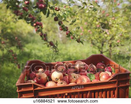 Stock Image - Crate of apples in orchard. Fotosearch