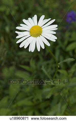 Daisy View Large Photo Image Stock Image - Daisy. Fotosearch