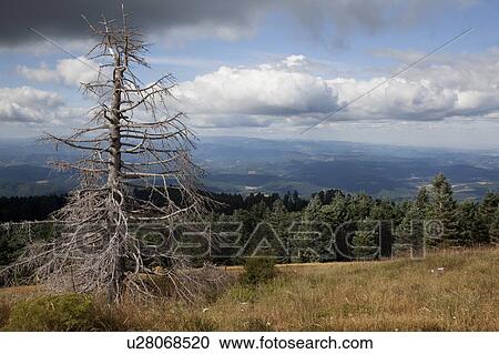 Stock Image - Dead tree on a hill in epic landscape. Fotosearch