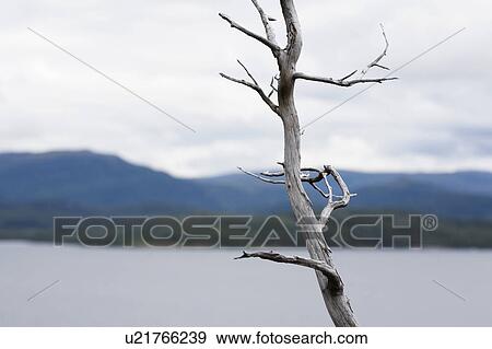 Stock Photo - Dried silver tree branch by sea. Fotosearch