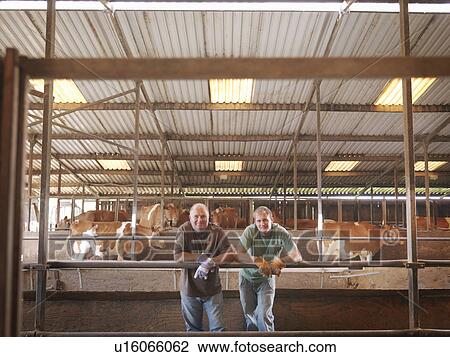 Stock Image - Farmer and son in milking parlor. Fotosearch