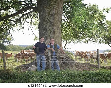 Stock Image - Farmer and son with Guernsey calves. Fotosearch