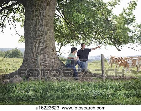 Farmer and son with Guernsey calves View Large Photo Image Stock Image - Farmer and son with Guernsey calves. Fotosearch