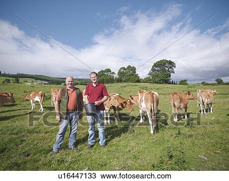 Farmer and son with Guernsey calves View Large Photo Image Stock Image - Farmer and son with Guernsey calves. Fotosearch