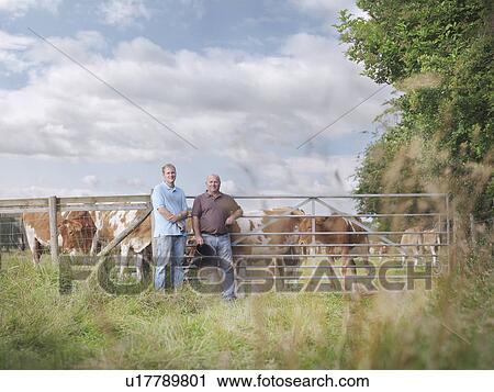 Farmer and son with Guernsey calves View Large Photo Image Stock Image - Farmer and son with Guernsey calves. Fotosearch