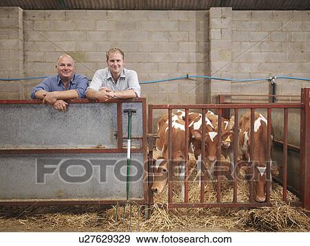 Stock Photo - Farmer and son with Guernsey calves. Fotosearch