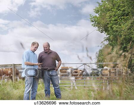 Farmer and son with Guernsey calves View Large Photo Image Stock Photograph - Farmer and son with Guernsey calves. Fotosearch