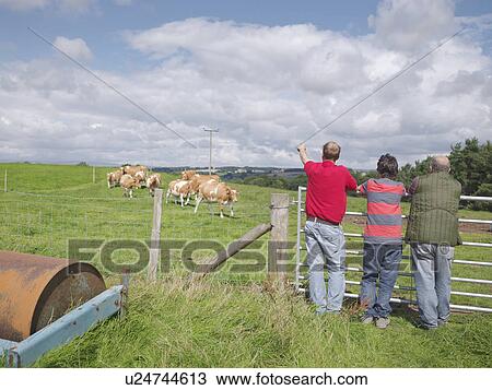 Farmer and sons with Guernsey cows View Large Photo Image Stock Image - Farmer and sons with Guernsey cows. Fotosearch