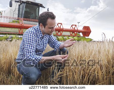 Farmer checking crop View Large Photo Image Stock Photography - Farmer checking crop. Fotosearch