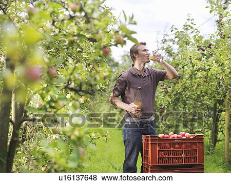 Farmer drinking cider in orchard View Large Photo Image Stock Photo - Farmer drinking cider in orchard. Fotosearch