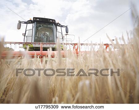 Stock Photo - Farmer driving combine harvester. Fotosearch