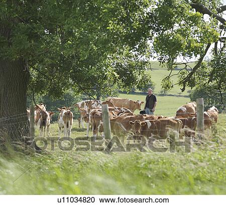 Stock Image - Farmer feeds Guernsey calves. Fotosearch