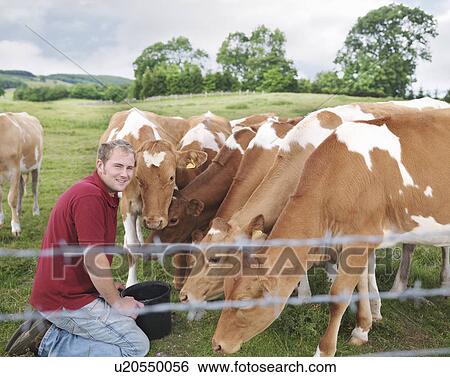 Farmer feeds Guernsey calves View Large Photo Image Stock Photograph - Farmer feeds Guernsey calves. Fotosearch