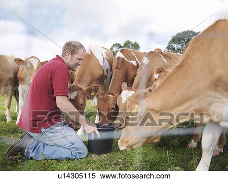 Farmer feeds Guernsey calves View Large Photo Image Stock Photography - Farmer feeds Guernsey calves. Fotosearch