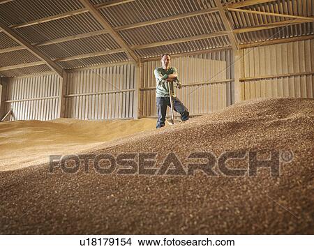 Farmer in grain store View Large Photo Image Picture - Farmer in grain store. Fotosearch
