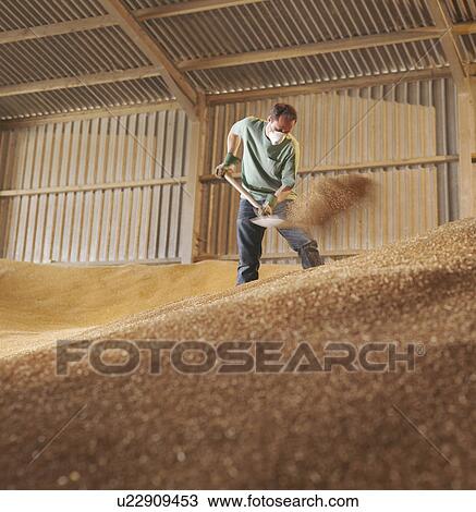 Stock Image - Farmer in grain store. Fotosearch