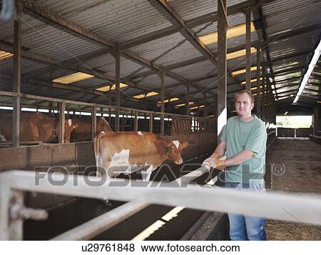 Stock Photo - Farmer in milking parlor with cows. Fotosearch