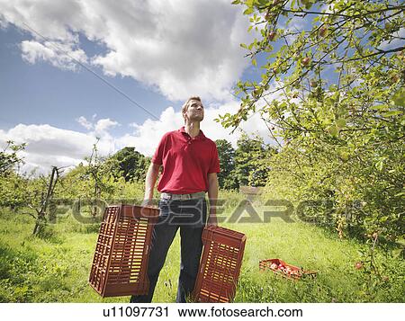Stock Image - Farmer in orchard with crates. Fotosearch
