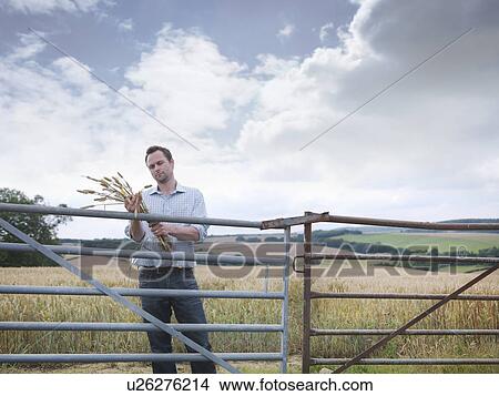 Farmer inspecting crop View Large Photo Image Picture - Farmer inspecting crop. Fotosearch