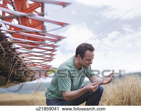 Stock Image - Farmer inspecting crop. Fotosearch