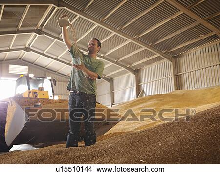Picture - Farmer inspecting grain. Fotosearch