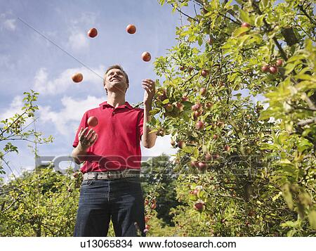 Picture - Farmer juggles apples in orchard. Fotosearch
