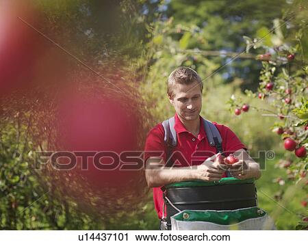 Stock Image - Farmer picking apples in orchard. Fotosearch