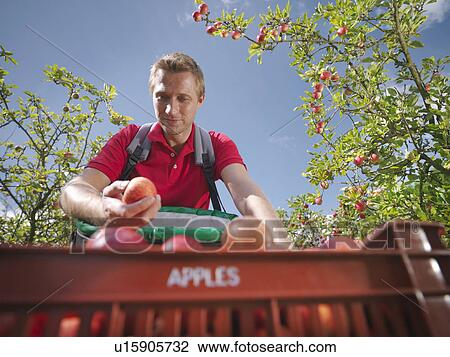 Farmer picking apples in orchard View Large Photo Image Stock Image - Farmer picking apples in orchard. Fotosearch