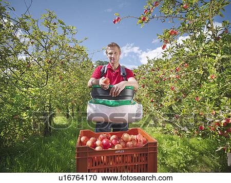 Farmer picking apples in orchard View Large Photo Image Stock Image - Farmer picking apples in orchard. Fotosearch