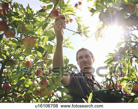 Farmer picking apples in orchard View Large Photo Image Stock Photo - Farmer picking apples in orchard. Fotosearch
