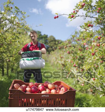 Farmer picking apples in orchard View Large Photo Image Stock Photo - Farmer picking apples in orchard. Fotosearch