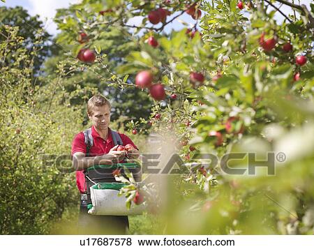 Farmer picking apples in orchard View Large Photo Image Stock Photo - Farmer picking apples in orchard. Fotosearch