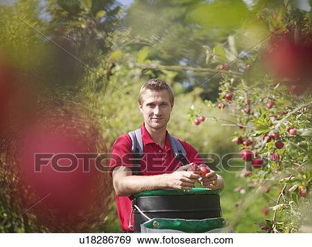 Farmer picking apples in orchard View Large Photo Image Stock Photo - Farmer picking apples in orchard. Fotosearch