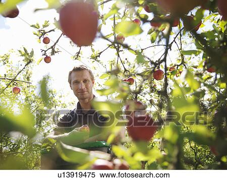 Stock Photography - Farmer picking apples in orchard. Fotosearch