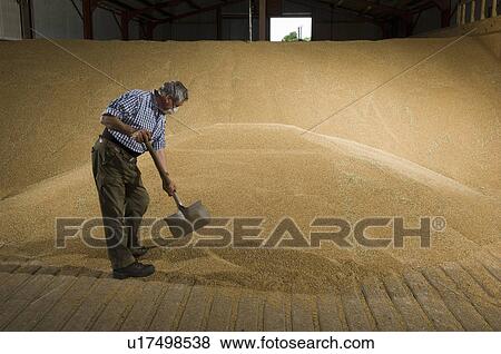 Farmer shoveling wheat in grain store View Large Photo Image Stock Photo - Farmer shoveling wheat in grain store. Fotosearch