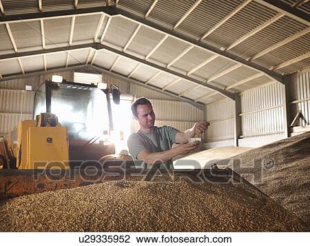 Stock Image - Farmer with a sample of grain. Fotosearch