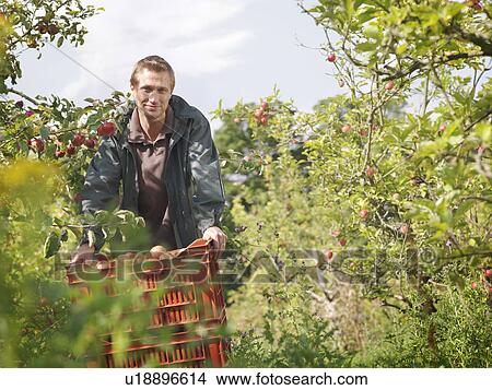 Farmer with crate of apples in orchard View Large Photo Image Picture - Farmer with crate of apples in orchard. Fotosearch