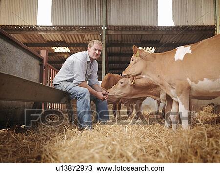 Farmer with Guernsey calves View Large Photo Image Stock Image - Farmer with Guernsey calves. Fotosearch