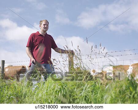 Farmer with guernsey calves View Large Photo Image Stock Image - Farmer with guernsey calves. Fotosearch