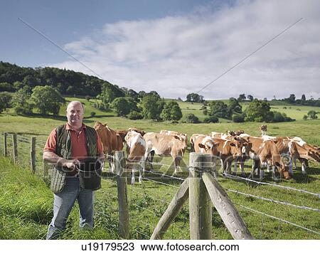 Farmer with guernsey calves View Large Photo Image Stock Image - Farmer with guernsey calves. Fotosearch
