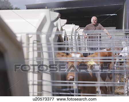 Farmer with Guernsey calves View Large Photo Image Stock Photo - Farmer with Guernsey calves. Fotosearch