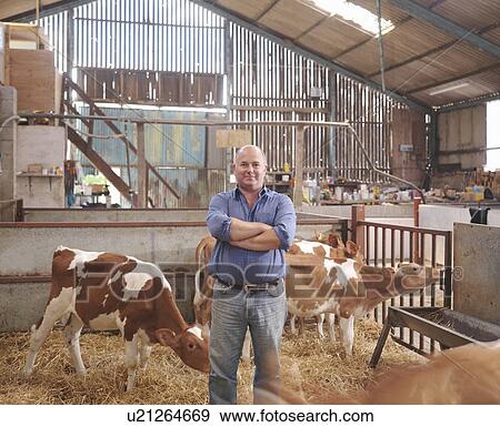 Farmer with guernsey calves View Large Photo Image Stock Photo - Farmer with guernsey calves. Fotosearch