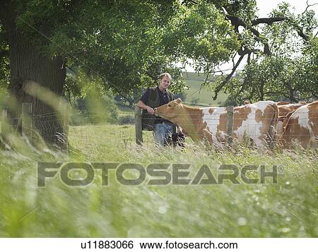 Farmer with Guernsey calves View Large Photo Image Stock Photograph - Farmer with Guernsey calves. Fotosearch