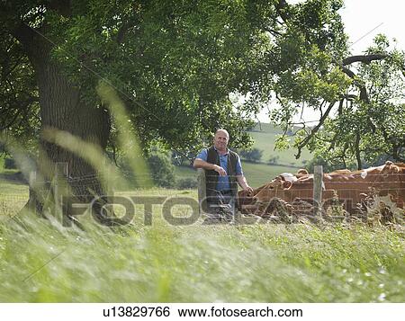 Stock Photograph - Farmer with Guernsey calves. Fotosearch