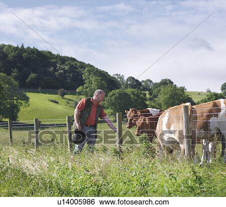 Farmer with guernsey calves View Large Photo Image Stock Photograph - Farmer with guernsey calves. Fotosearch