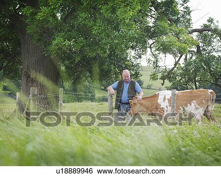 Farmer with Guernsey calves View Large Photo Image Stock Photograph - Farmer with Guernsey calves. Fotosearch