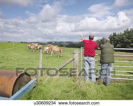 Farmer with Guernsey cows View Large Photo Image Picture - Farmer with Guernsey cows. Fotosearch