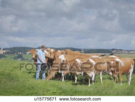 Farmer with Guernsey cows View Large Photo Image Stock Image - Farmer with Guernsey cows. Fotosearch