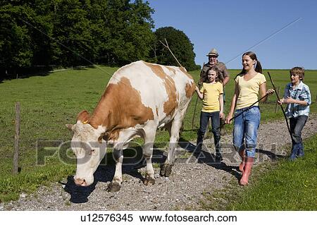 Farmers family driving cow home View Large Photo Image Stock Photography - Farmers family driving cow home. Fotosearch